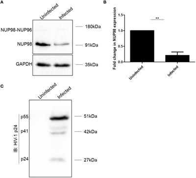 The nuclear pore protein NUP98 impedes LTR-driven basal gene expression of HIV-1, viral propagation, and infectivity